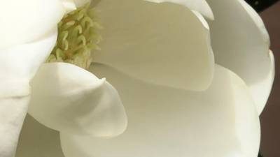 12 Facts about Magnolias you might not know