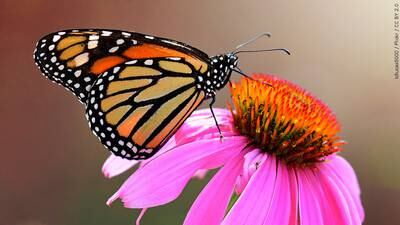Bee and butterfly populations threaten food supply, scientists say