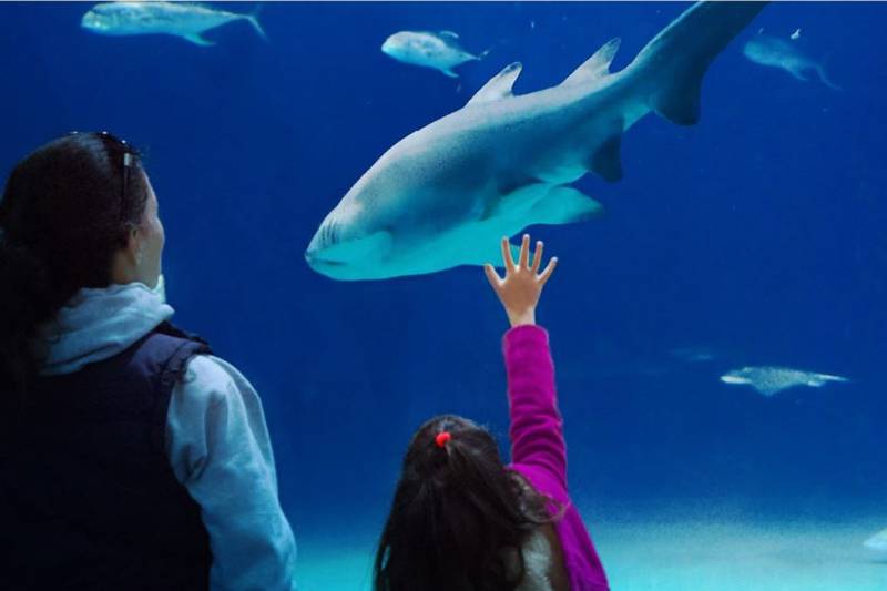 Shark Weekend is back at the Mississippi Aquarium